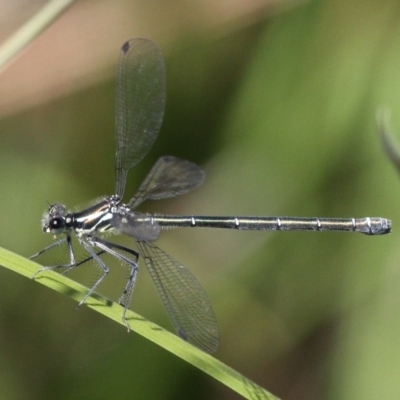 Austroargiolestes icteromelas (Common Flatwing) at Coree, ACT - 4 Nov 2017 by HarveyPerkins