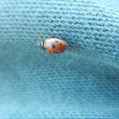 Hippodamia variegata (Spotted Amber Ladybird) at Denman Prospect, ACT - 8 Nov 2017 by MichaelMulvaney