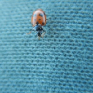 Hippodamia variegata at Denman Prospect, ACT - 8 Nov 2017 08:48 AM