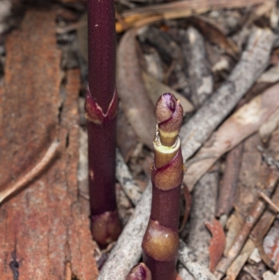 Dipodium punctatum (Blotched Hyacinth Orchid) at Gungahlin, ACT - 7 Nov 2017 by DerekC