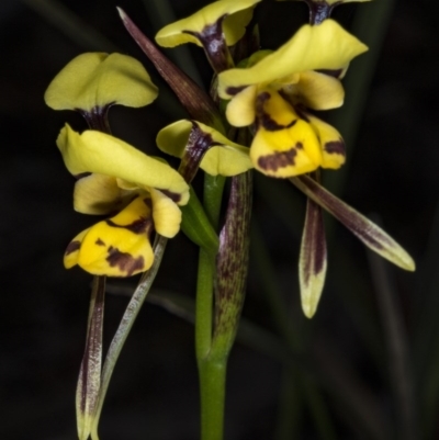 Diuris sulphurea (Tiger Orchid) at Gungaderra Grasslands - 7 Nov 2017 by DerekC