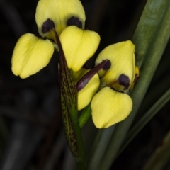 Diuris sulphurea at Gungahlin, ACT - 7 Nov 2017