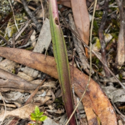 Calochilus sp. (A Beard Orchid) at Gungahlin, ACT - 7 Nov 2017 by DerekC