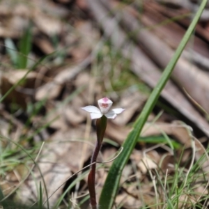 Caladenia alpina at Paddys River, ACT - suppressed