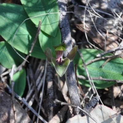 Chiloglottis valida (Large Bird Orchid) at Paddys River, ACT - 8 Nov 2017 by MattM