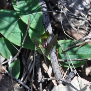 Chiloglottis valida at Paddys River, ACT - suppressed