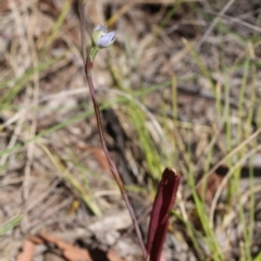 Thelymitra sp. (A Sun Orchid) at Mount Majura - 9 Nov 2017 by petersan