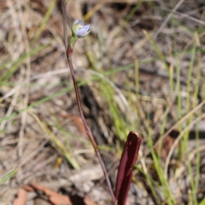 Thelymitra sp. (A Sun Orchid) at Mount Majura - 9 Nov 2017 by petersan