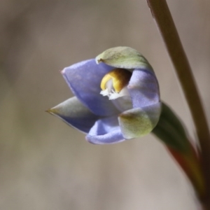 Thelymitra sp. at Canberra Central, ACT - suppressed