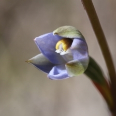 Thelymitra sp. at Canberra Central, ACT - 9 Nov 2017
