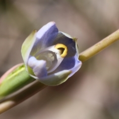 Thelymitra sp. at Canberra Central, ACT - suppressed