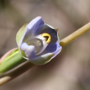 Thelymitra sp. at Canberra Central, ACT - suppressed