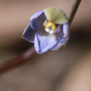 Thelymitra sp. at Canberra Central, ACT - suppressed