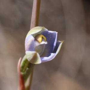 Thelymitra sp. at Canberra Central, ACT - suppressed