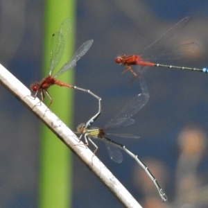 Xanthagrion erythroneurum at Bullen Range - 9 Nov 2017 01:10 PM