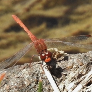 Diplacodes bipunctata at Bullen Range - 9 Nov 2017 01:06 PM