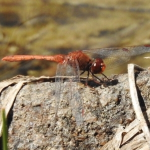 Diplacodes bipunctata at Bullen Range - 9 Nov 2017 01:06 PM