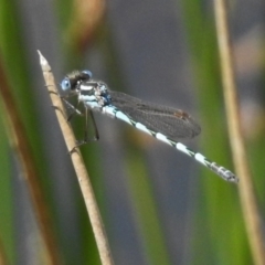 Austrolestes annulosus (Blue Ringtail) at Bullen Range - 9 Nov 2017 by JohnBundock