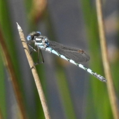 Austrolestes annulosus (Blue Ringtail) at Bullen Range - 9 Nov 2017 by JohnBundock