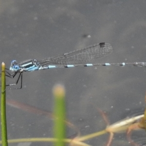 Austrolestes leda at Bullen Range - 9 Nov 2017 12:58 PM