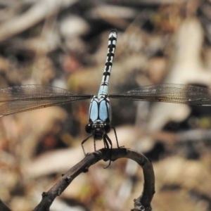 Diphlebia nymphoides at Bullen Range - 9 Nov 2017