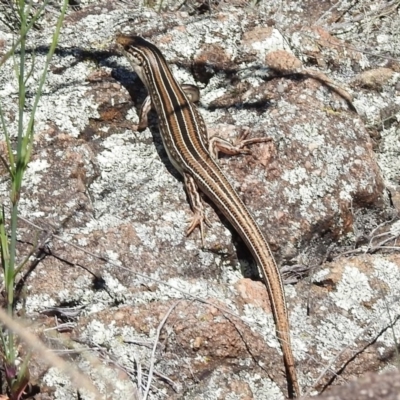 Ctenotus robustus (Robust Striped-skink) at Bullen Range - 9 Nov 2017 by JohnBundock