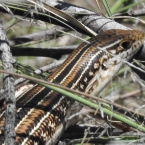 Ctenotus robustus at Bullen Range - 9 Nov 2017 11:08 AM