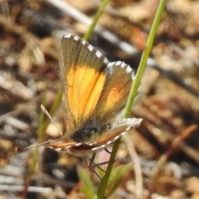 Lucia limbaria (Chequered Copper) at Bullen Range - 8 Nov 2017 by JohnBundock