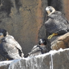 Falco peregrinus (Peregrine Falcon) at Bullen Range - 9 Nov 2017 by JohnBundock