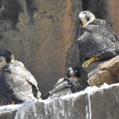 Falco peregrinus (Peregrine Falcon) at Kambah, ACT - 9 Nov 2017 by JohnBundock