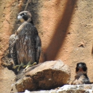 Falco peregrinus at Kambah, ACT - 9 Nov 2017