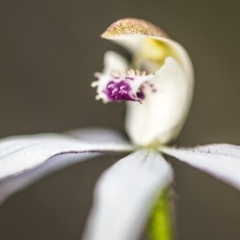 Caladenia moschata (Musky Caps) at Acton, ACT - 9 Nov 2017 by GlenRyan