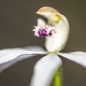 Caladenia moschata at Acton, ACT - 9 Nov 2017