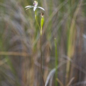 Caladenia moschata at Acton, ACT - 9 Nov 2017