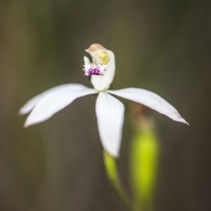 Caladenia moschata at Acton, ACT - 9 Nov 2017