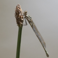 Austrolestes annulosus (Blue Ringtail) at Michelago, NSW - 6 Nov 2017 by Illilanga