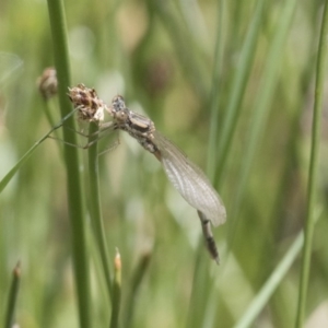 Austrolestes annulosus at Michelago, NSW - 7 Nov 2017