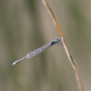 Austrolestes leda at Michelago, NSW - 7 Nov 2017 12:08 PM