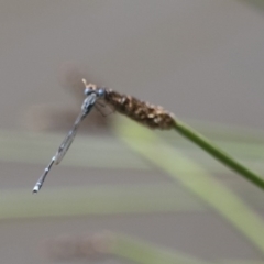 Austrolestes leda at Michelago, NSW - 7 Nov 2017