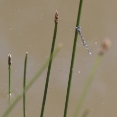 Austrolestes leda at Michelago, NSW - 7 Nov 2017 12:08 PM