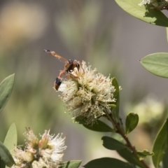 Delta bicinctum (Potter wasp) at Illilanga & Baroona - 7 Nov 2017 by Illilanga