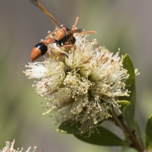 Delta bicinctum at Michelago, NSW - 7 Nov 2017 01:22 PM