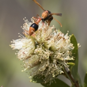 Delta bicinctum at Michelago, NSW - 7 Nov 2017 01:22 PM