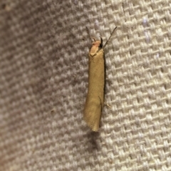 Philobota protecta at O'Connor, ACT - 7 Oct 2017 09:46 PM