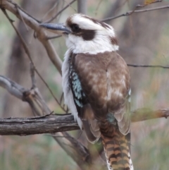 Dacelo novaeguineae (Laughing Kookaburra) at Conder, ACT - 24 Oct 2017 by MichaelBedingfield