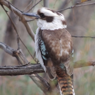 Dacelo novaeguineae (Laughing Kookaburra) at Conder, ACT - 24 Oct 2017 by MichaelBedingfield