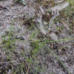 Poa sp. CNM1 (under review, formerly Poa meionectes) (Snow Grass) at Rob Roy Range - 24 Oct 2017 by michaelb