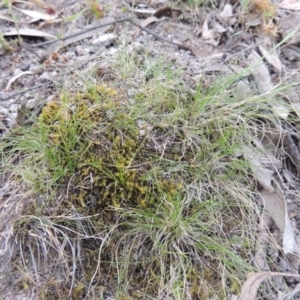 Poa sp. CNM1 (under review, formerly Poa meionectes) at Conder, ACT - 24 Oct 2017