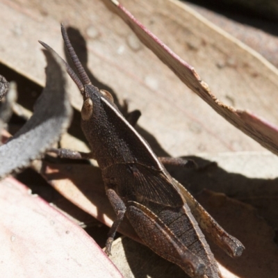 Goniaea carinata (Black kneed gumleaf grasshopper) at Illilanga & Baroona - 7 Nov 2017 by Illilanga