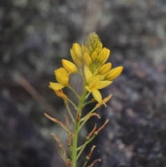 Bulbine glauca (Rock Lily) at Rob Roy Range - 24 Oct 2017 by michaelb